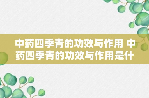 中药四季青的功效与作用 中药四季青的功效与作用是什么