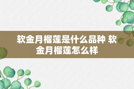 软金月榴莲是什么品种 软金月榴莲怎么样