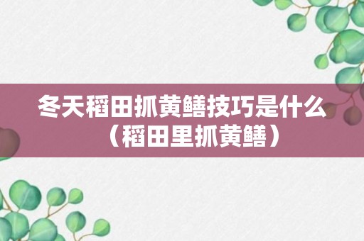 冬天稻田抓黄鳝技巧是什么（稻田里抓黄鳝）