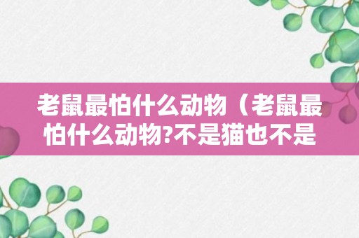 老鼠最怕什么动物（老鼠最怕什么动物?不是猫也不是蛇）